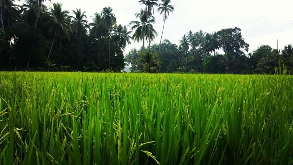 Seri Pengkalan Homestay Bachok Esterno foto